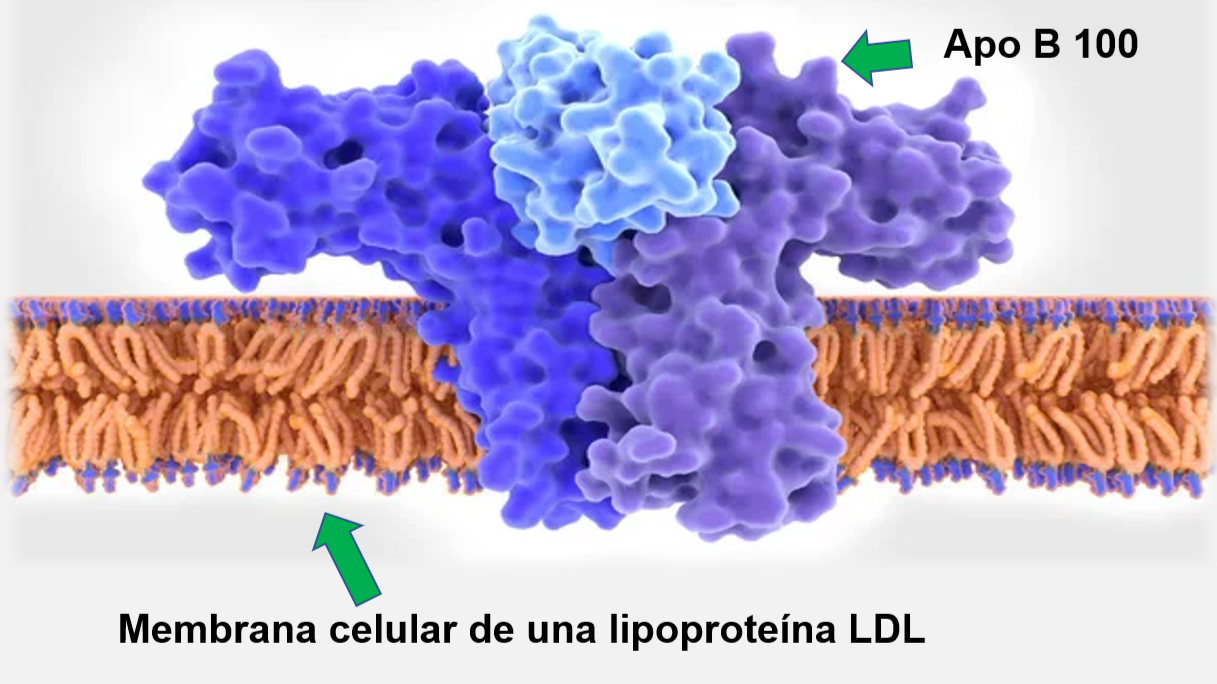 ¿Es necesario incluir en el perfil lipídico tradicional la apolipoproteina B (Apo B)?